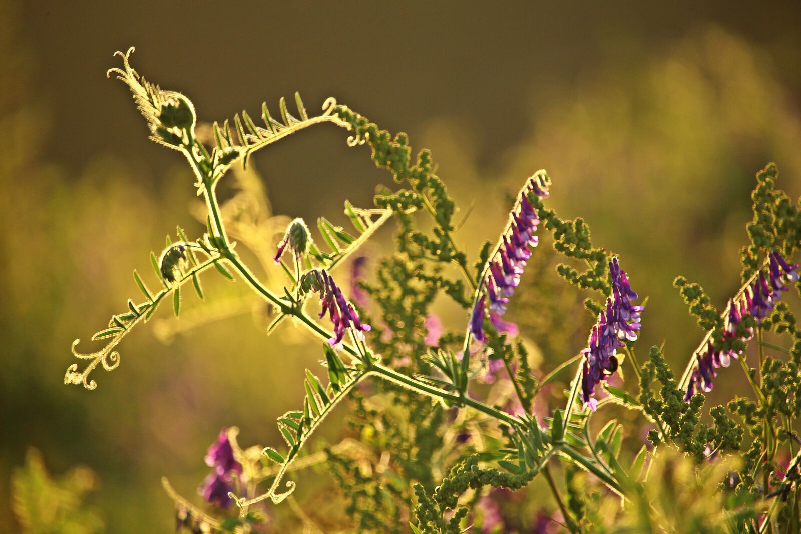 Canon EOS 100D (EOS Rebel SL1 / EOS Kiss X7) sample photo. Vetch, plant, flower photography