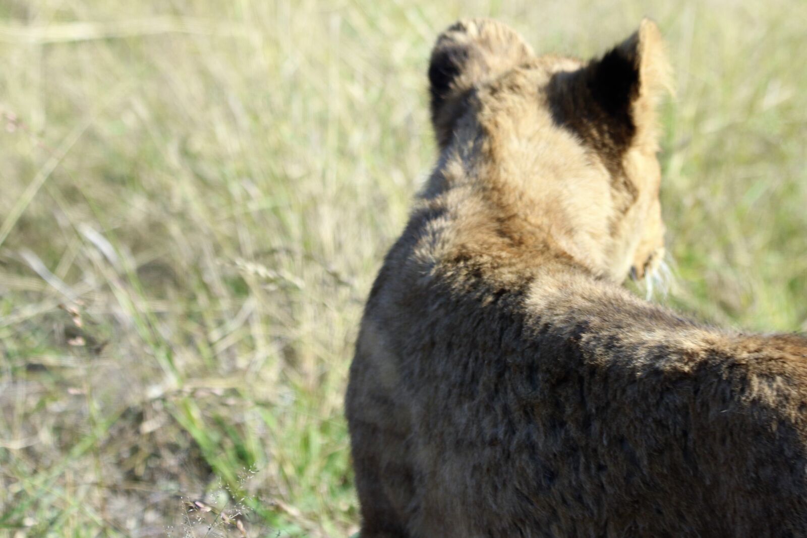 Canon EOS 7D Mark II sample photo. Africa, animal, baby, baby photography