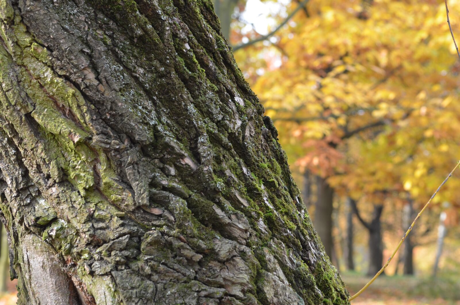 Nikon D7000 sample photo. Nature, garden, tree photography