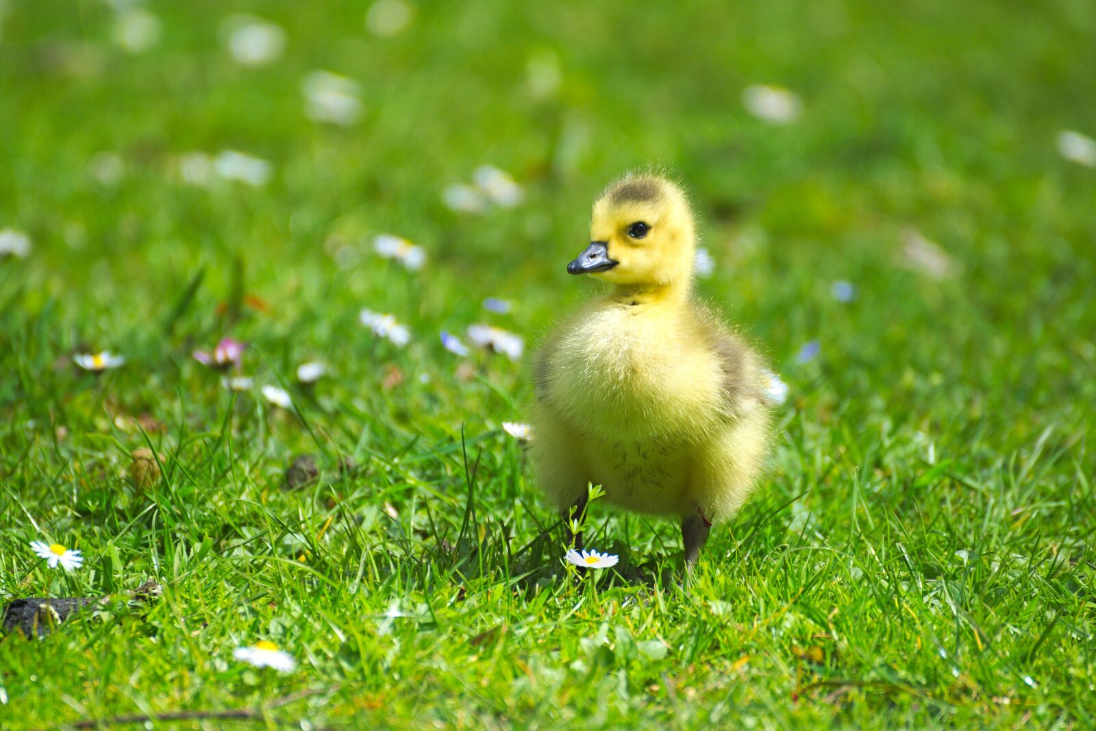 Nikon D600 sample photo. Goose, gaensekuecken, animals photography