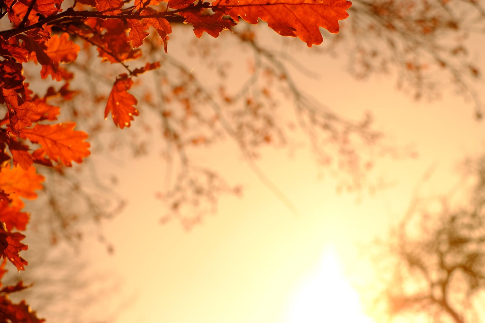 Fujifilm X-T2 + Fujifilm XF 35mm F1.4 R sample photo. Oak leaves, leaves, fall photography