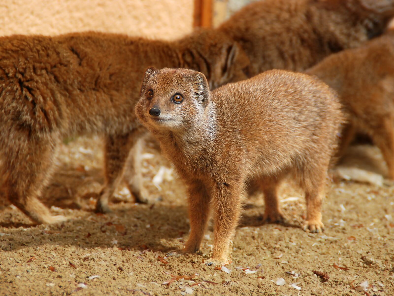 Nikon D80 sample photo. Yellow mongoose, animal, mammal photography