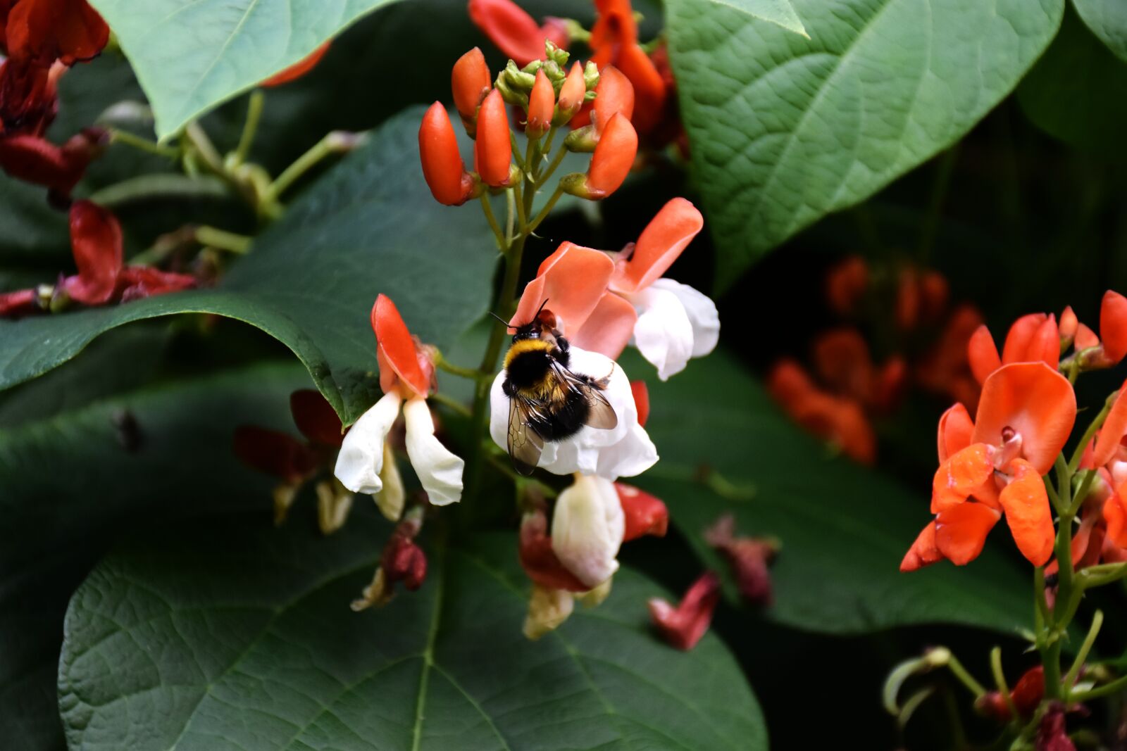 Nikon D7200 sample photo. Runner beans, bumblebee, plant photography
