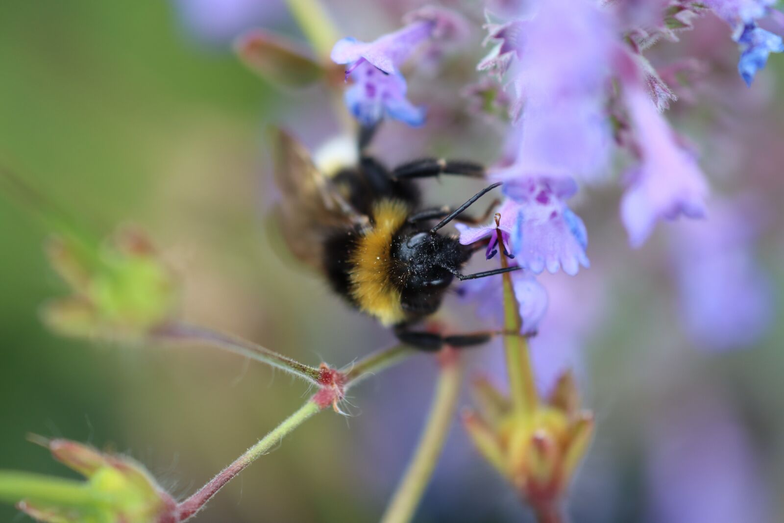 Canon EOS 90D sample photo. Hummel, flower, blossom photography