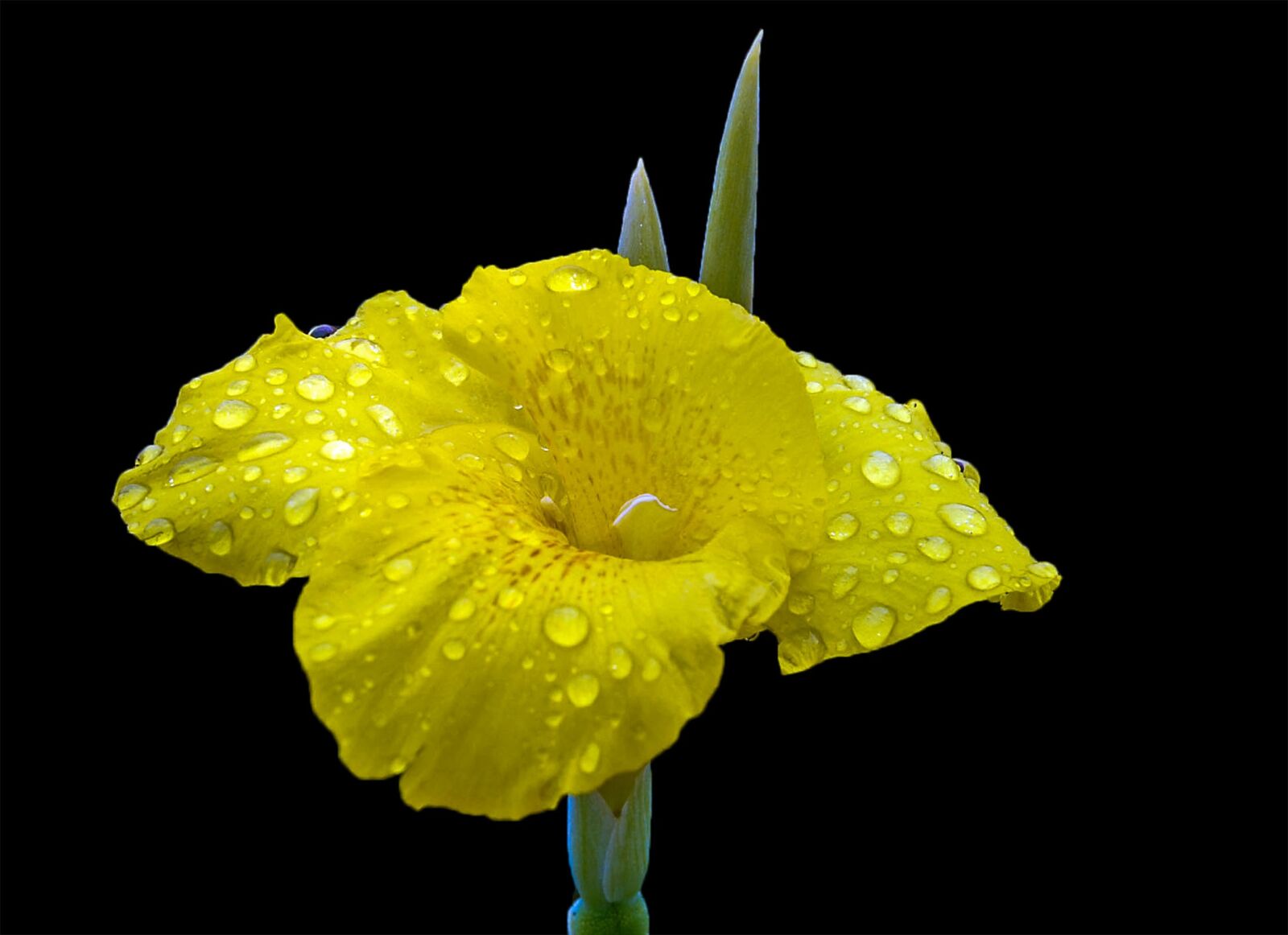 Nikon D40 sample photo. Flower, nature, yellow photography