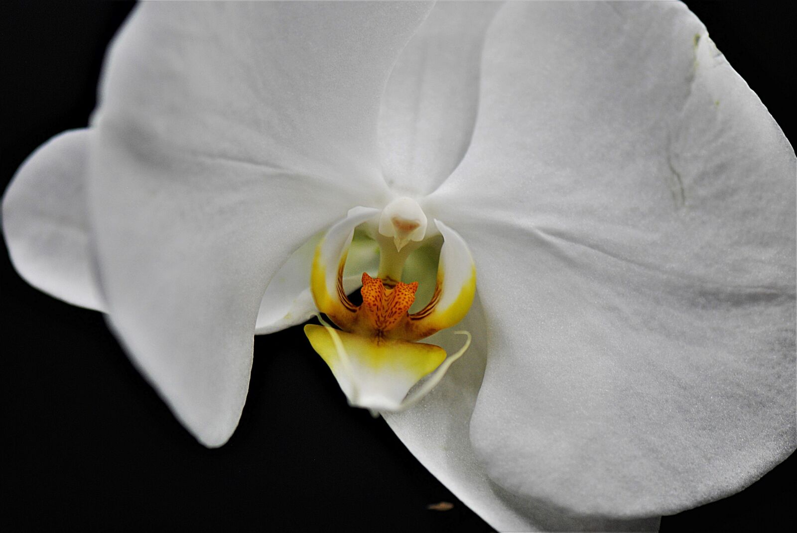 Nikon D80 sample photo. Orchid, blossom, bloom photography