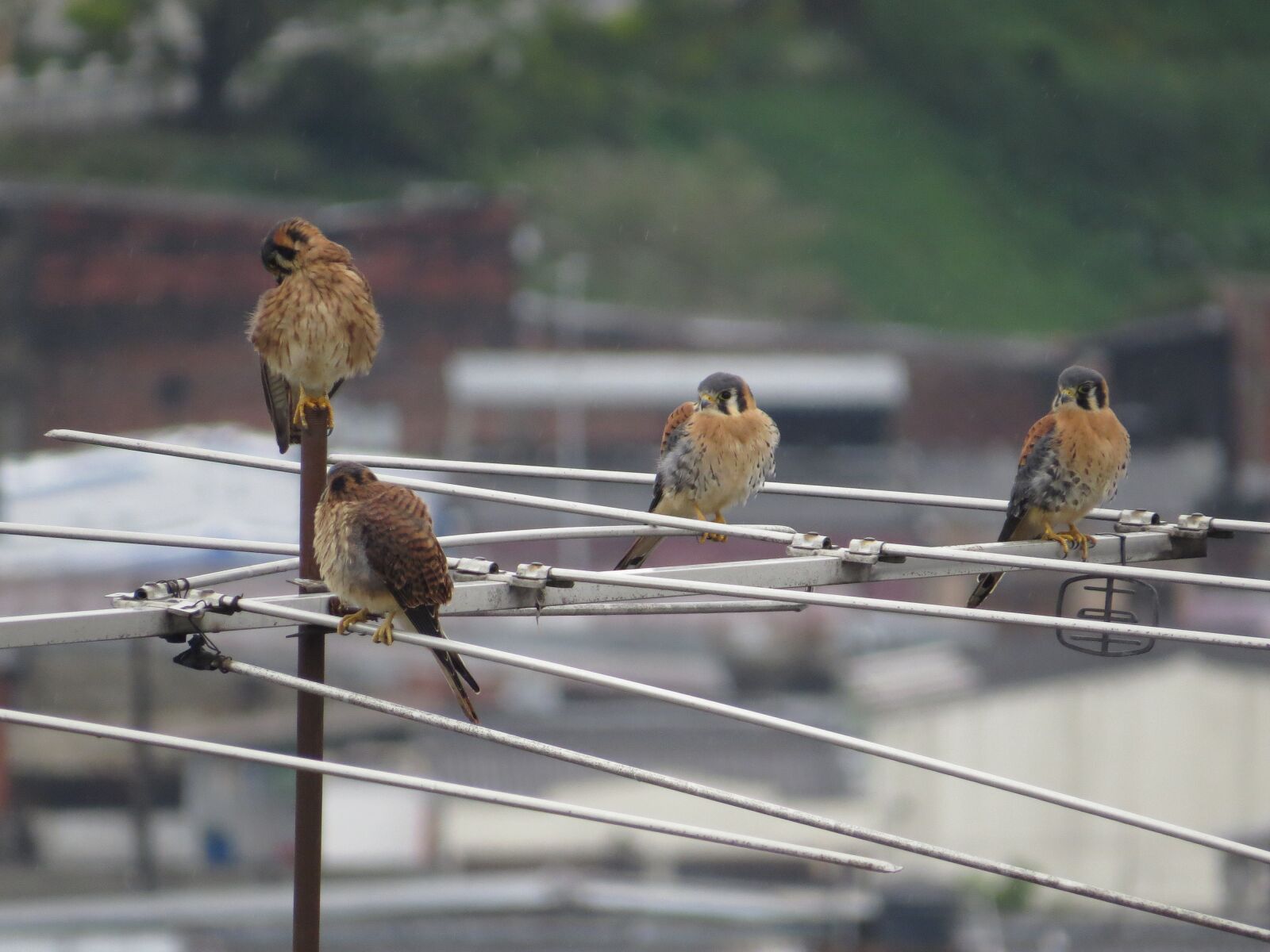 Canon PowerShot SX50 HS sample photo. Birds, fauna, nature photography