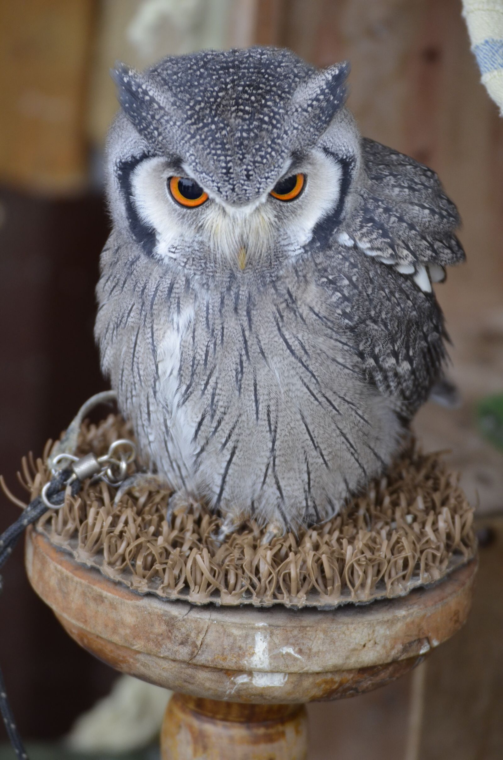 Nikon D5100 sample photo. Eagle owl, bird, bird photography