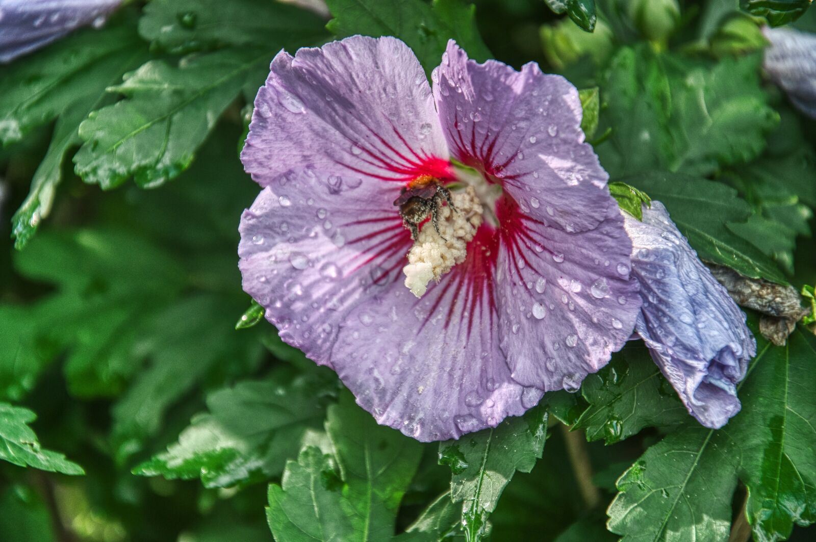 Nikon D5000 sample photo. Hibiscus, pollen, bee photography