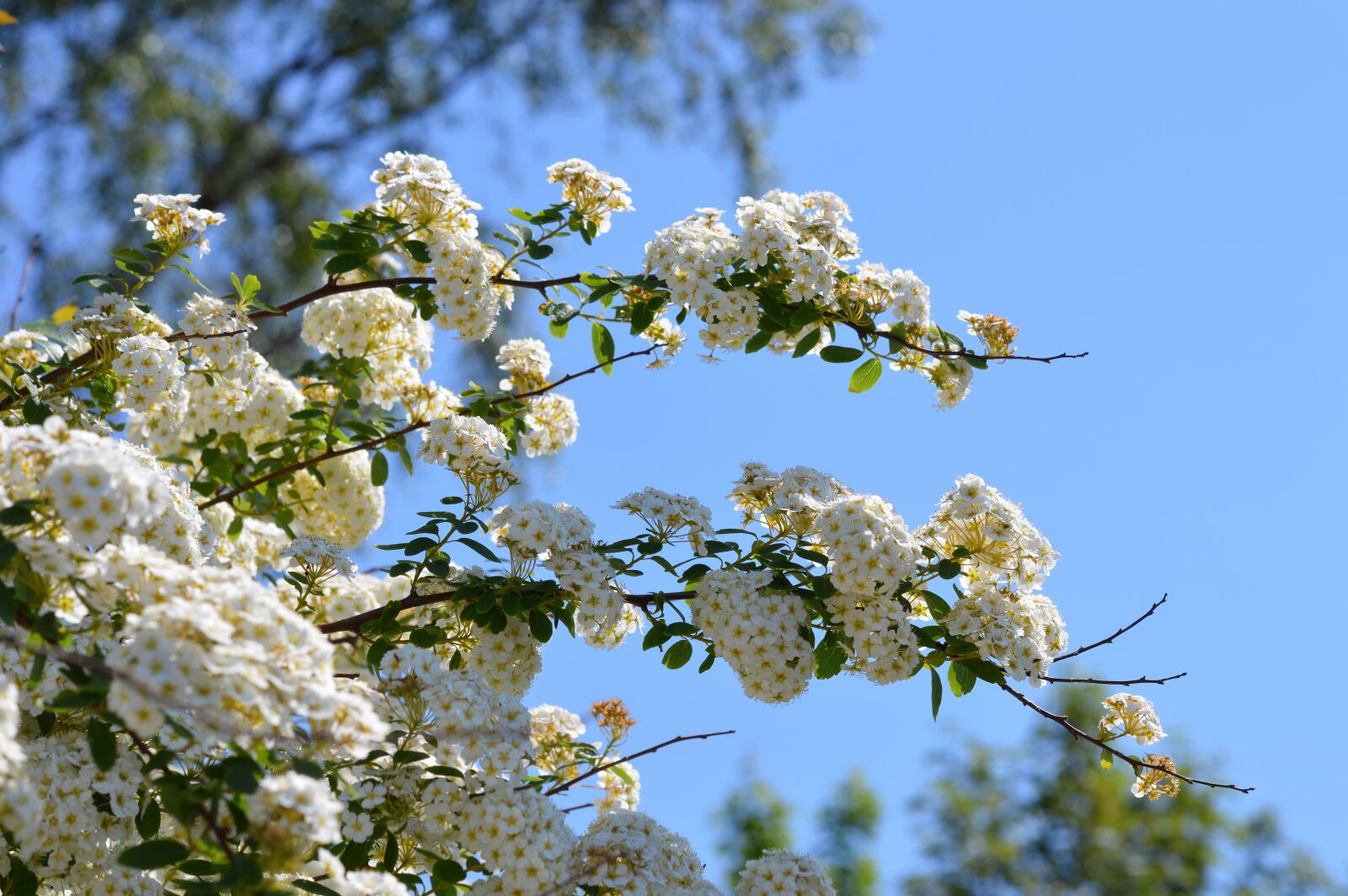 Nikon D3200 sample photo. White flower, flower, garden photography