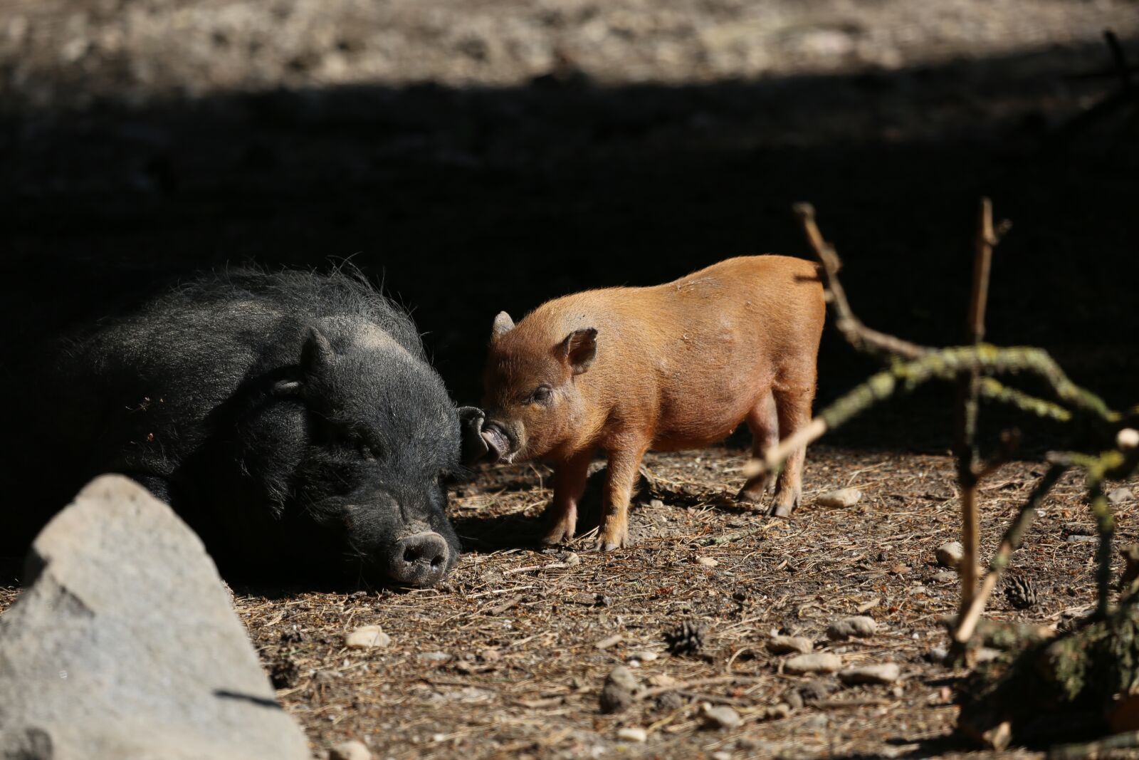 Canon EF 100-400mm F4.5-5.6L IS USM sample photo. Sow, pig, wild boars photography
