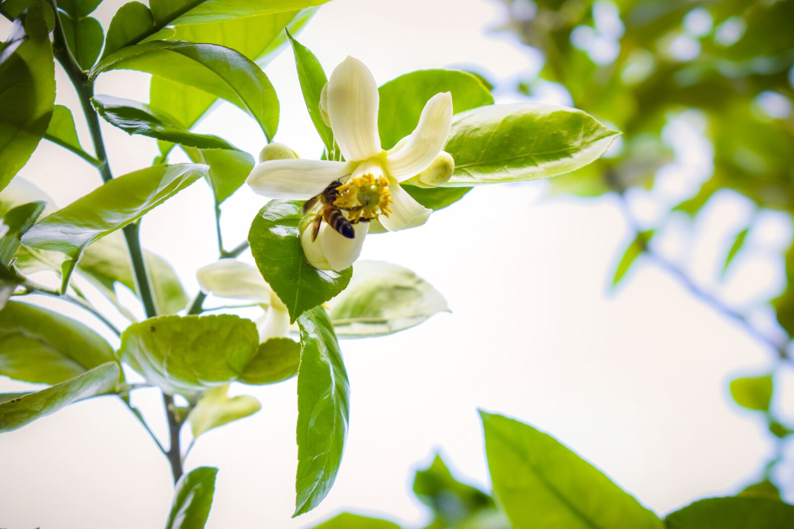 Nikon D5300 sample photo. Be, nice, wow photography
