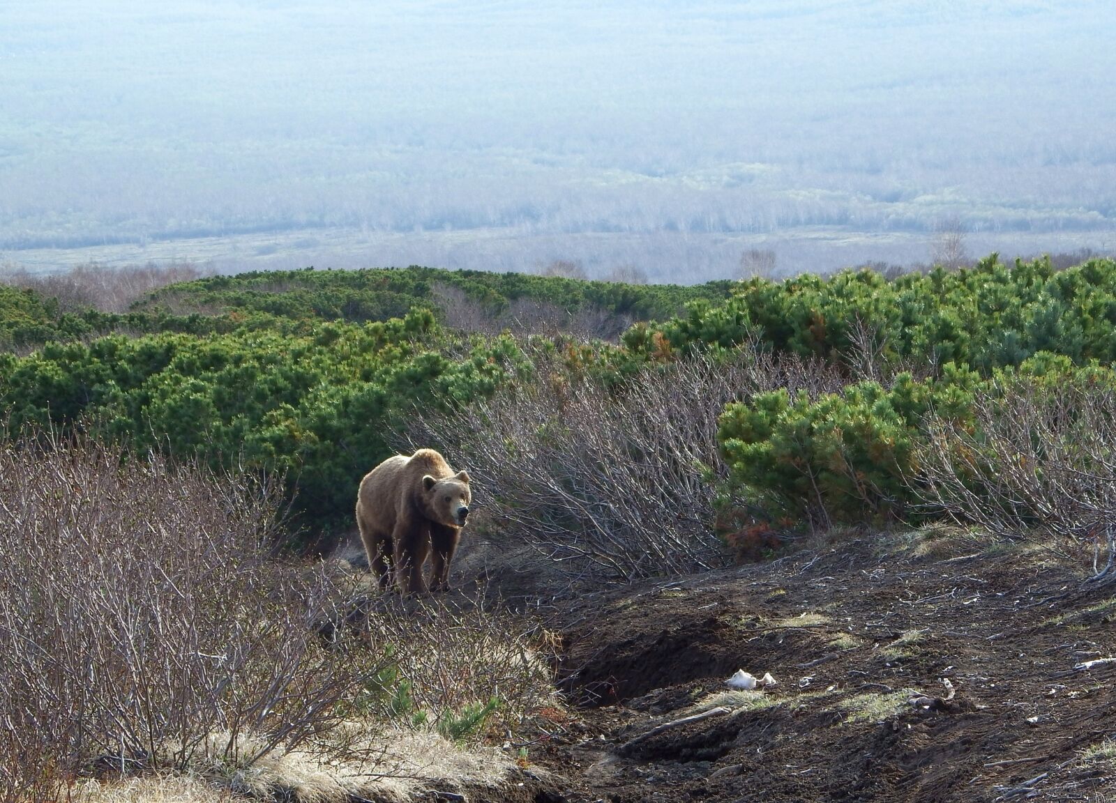 Fujifilm FinePix S1 sample photo. Brown bear, predator, wild photography