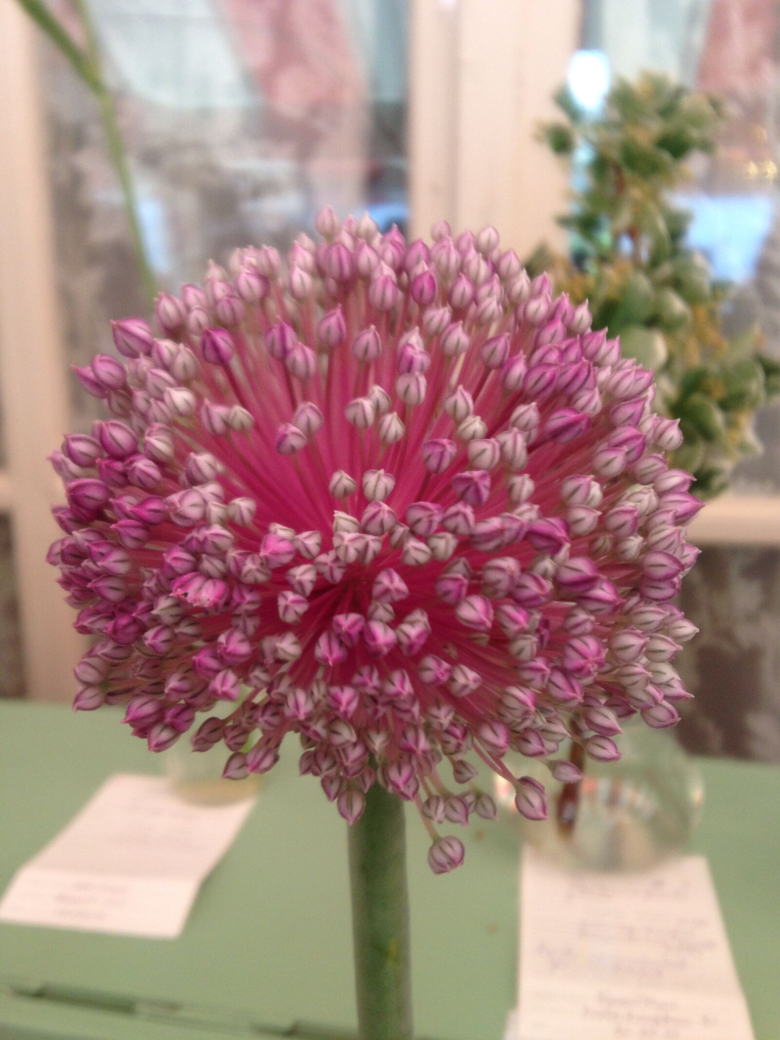 iPhone 5 back camera 4.12mm f/2.4 sample photo. Pink, flower, bloom photography