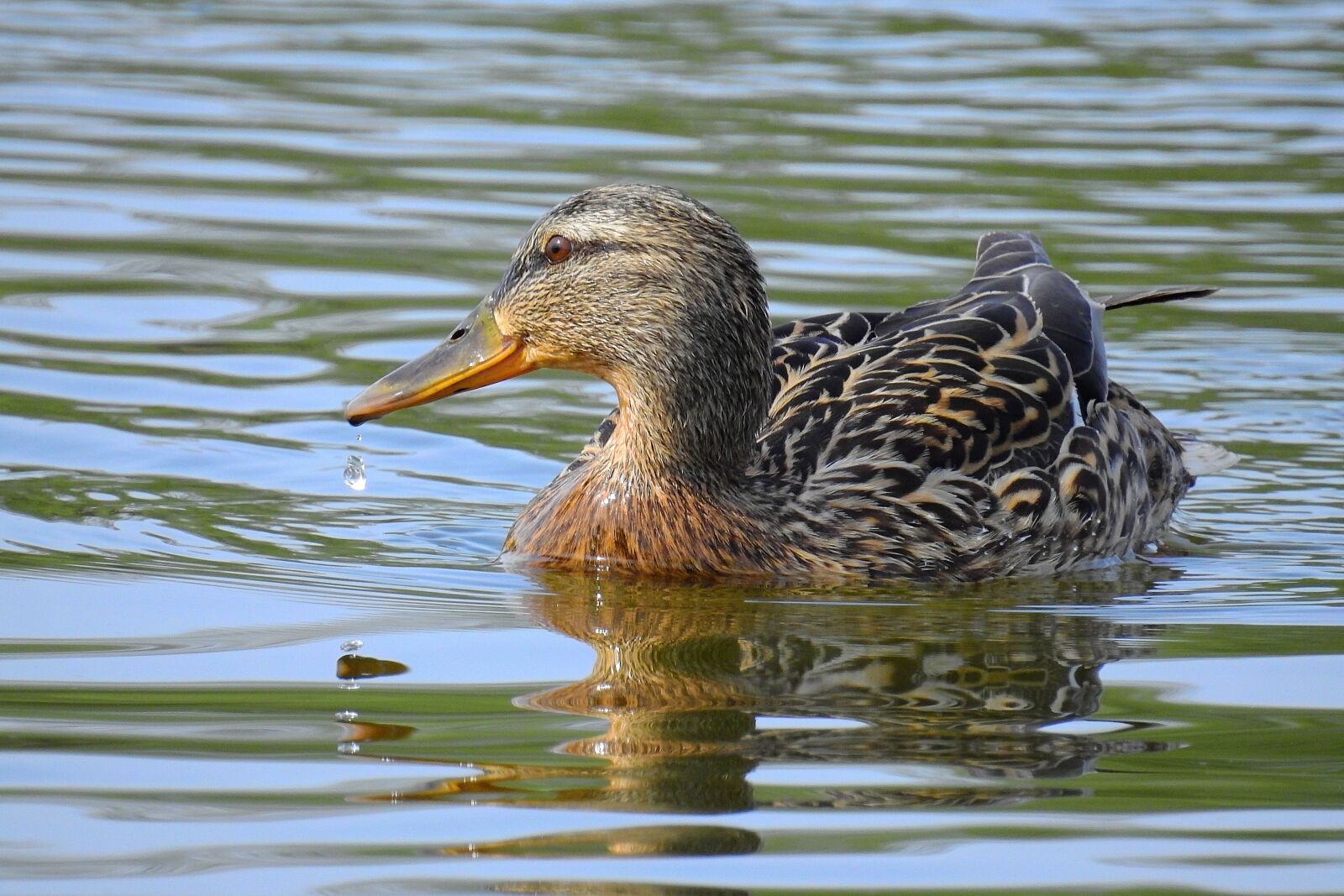 Nikon Coolpix P900 sample photo. Birds, nature, lake photography