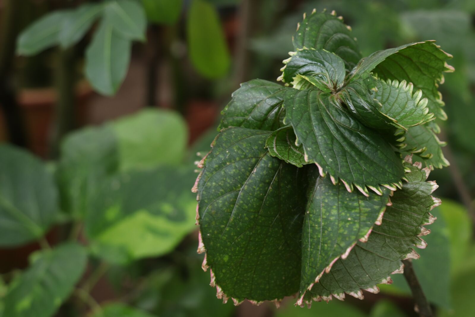 Canon EOS 77D (EOS 9000D / EOS 770D) sample photo. Sheet, green, leaves photography