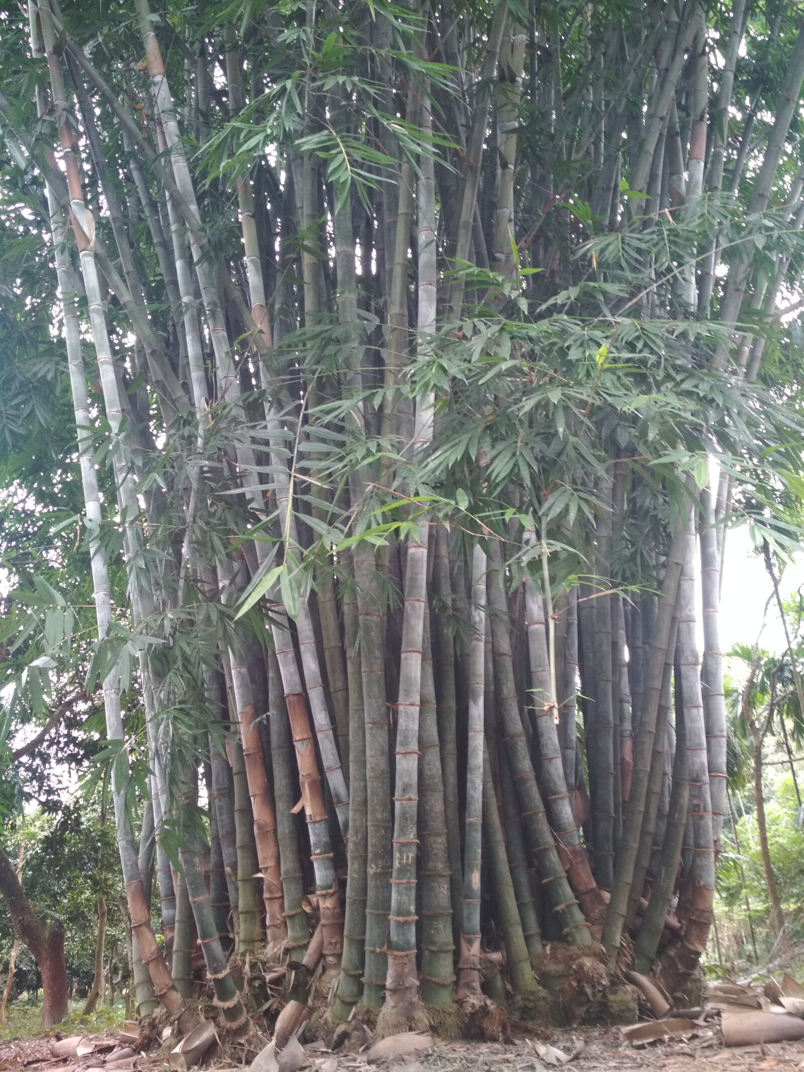 Xiaomi Redmi 4X sample photo. Bamboo, natural bamboo, real photography