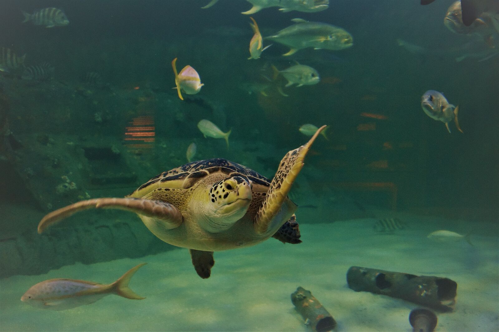 Nikon D5600 sample photo. Aquarium, sea turtle, underwater photography