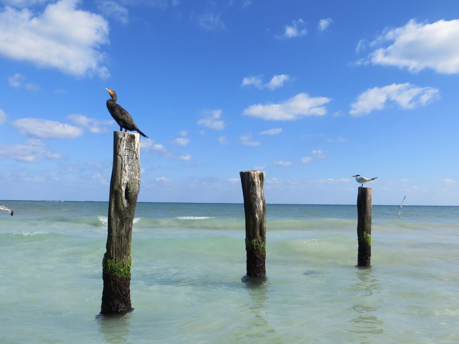 Canon PowerShot SX240 HS sample photo. Sea birds, cormorant, posts photography