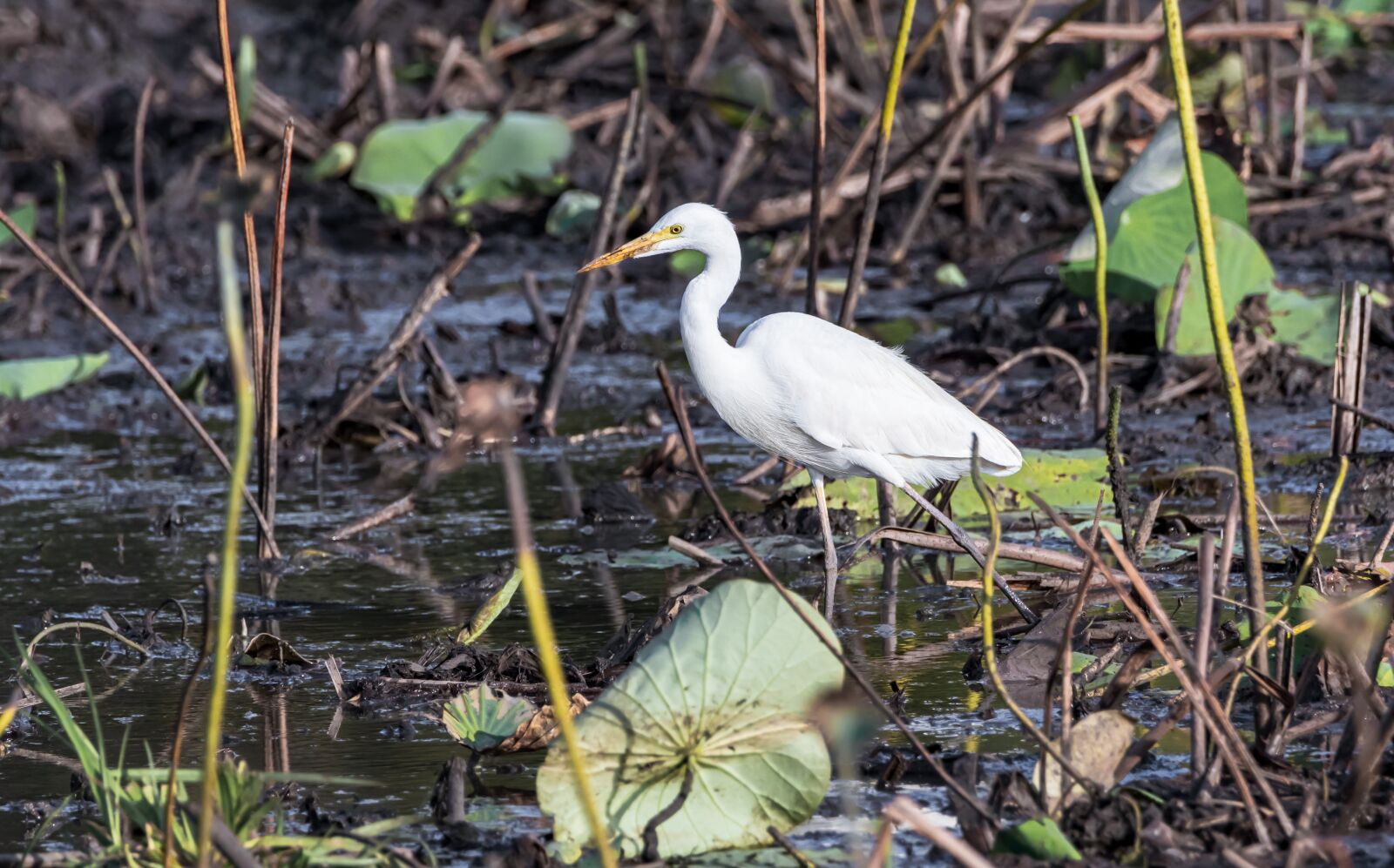 Canon EOS 80D sample photo. Birds, wildlife, water birds photography