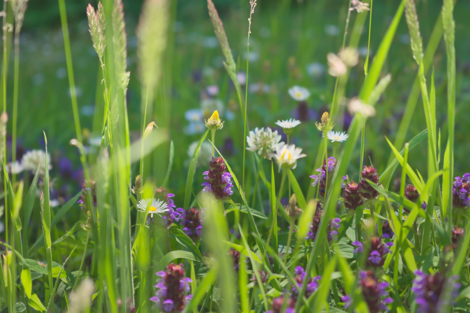 Nikon D3400 sample photo. Summer, meadow, flowers photography