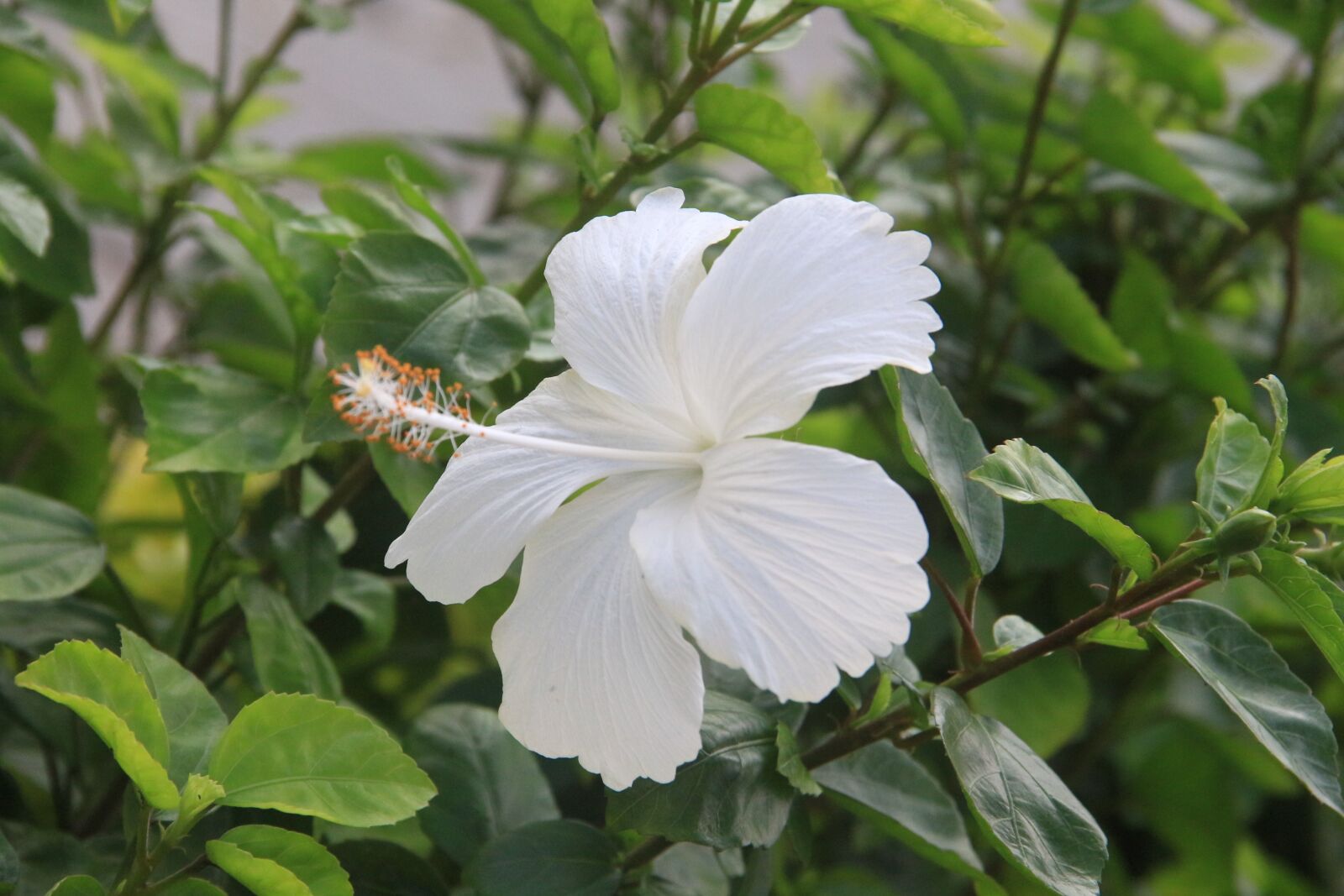 Canon EF-S 18-135mm F3.5-5.6 IS sample photo. Flowers, photography, bunga photography