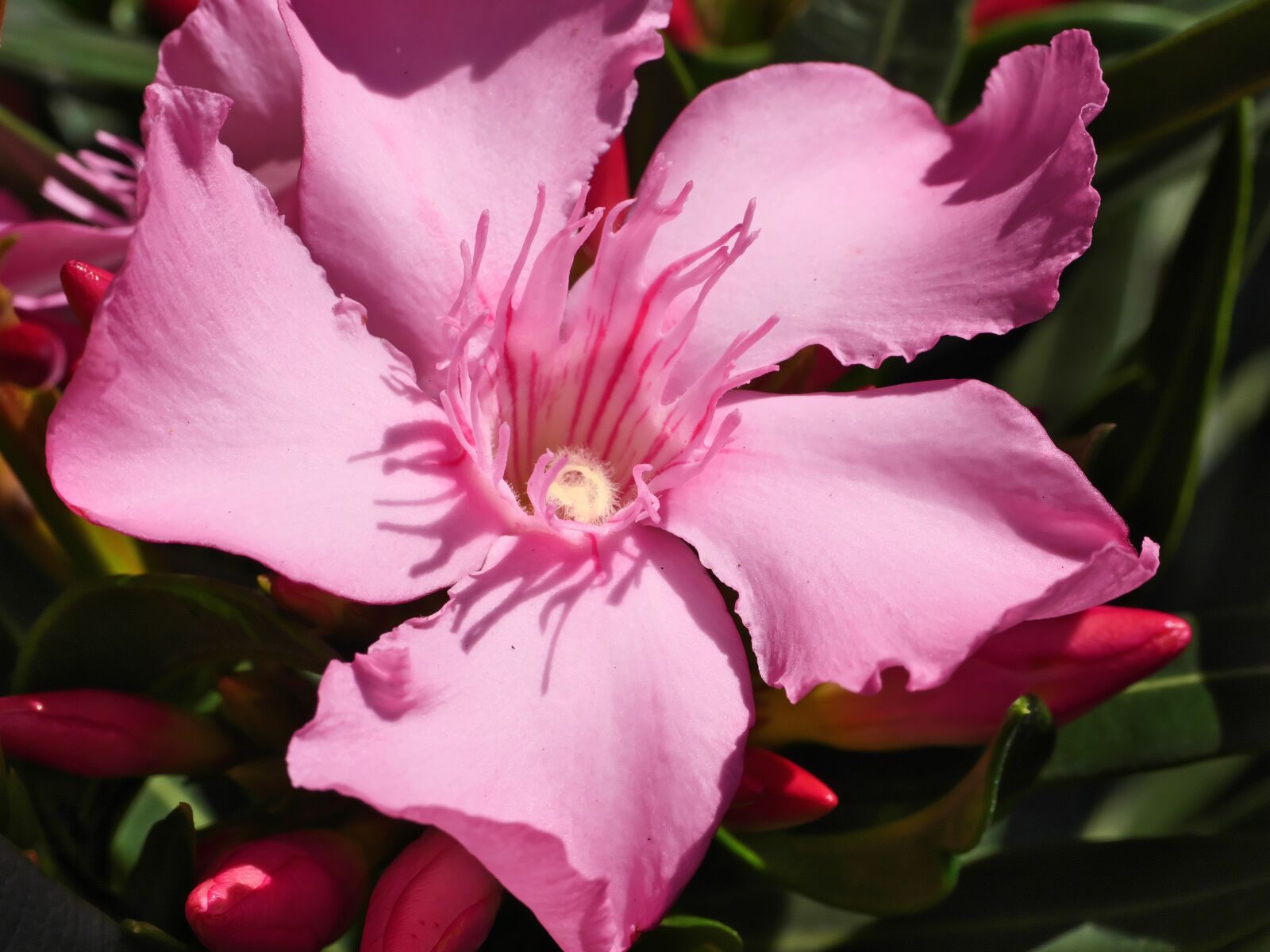 Panasonic Lumix DC-G9 sample photo. Oleander, blossom, bloom photography