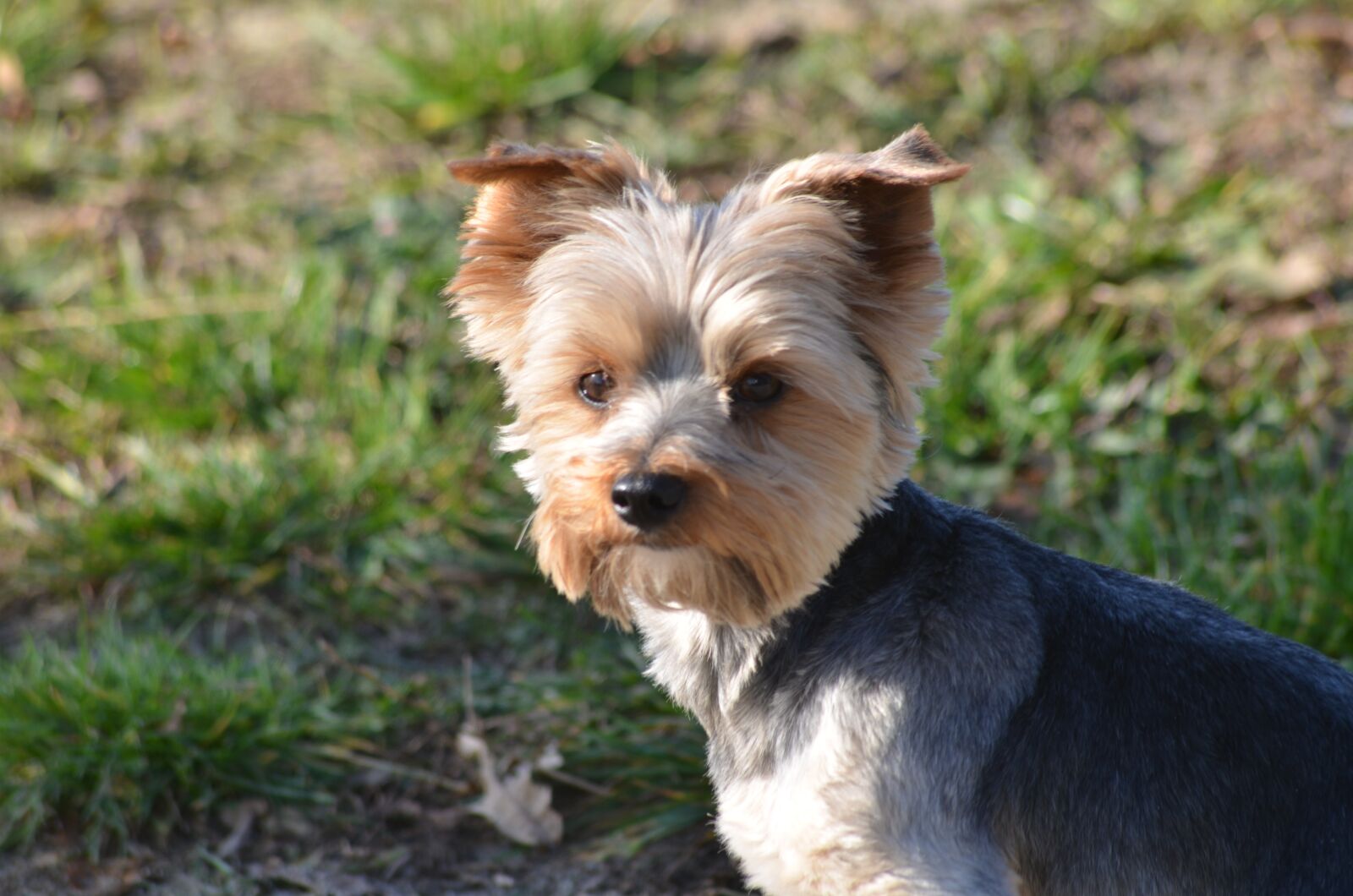 Nikon D7000 sample photo. York, sweet, dog photography