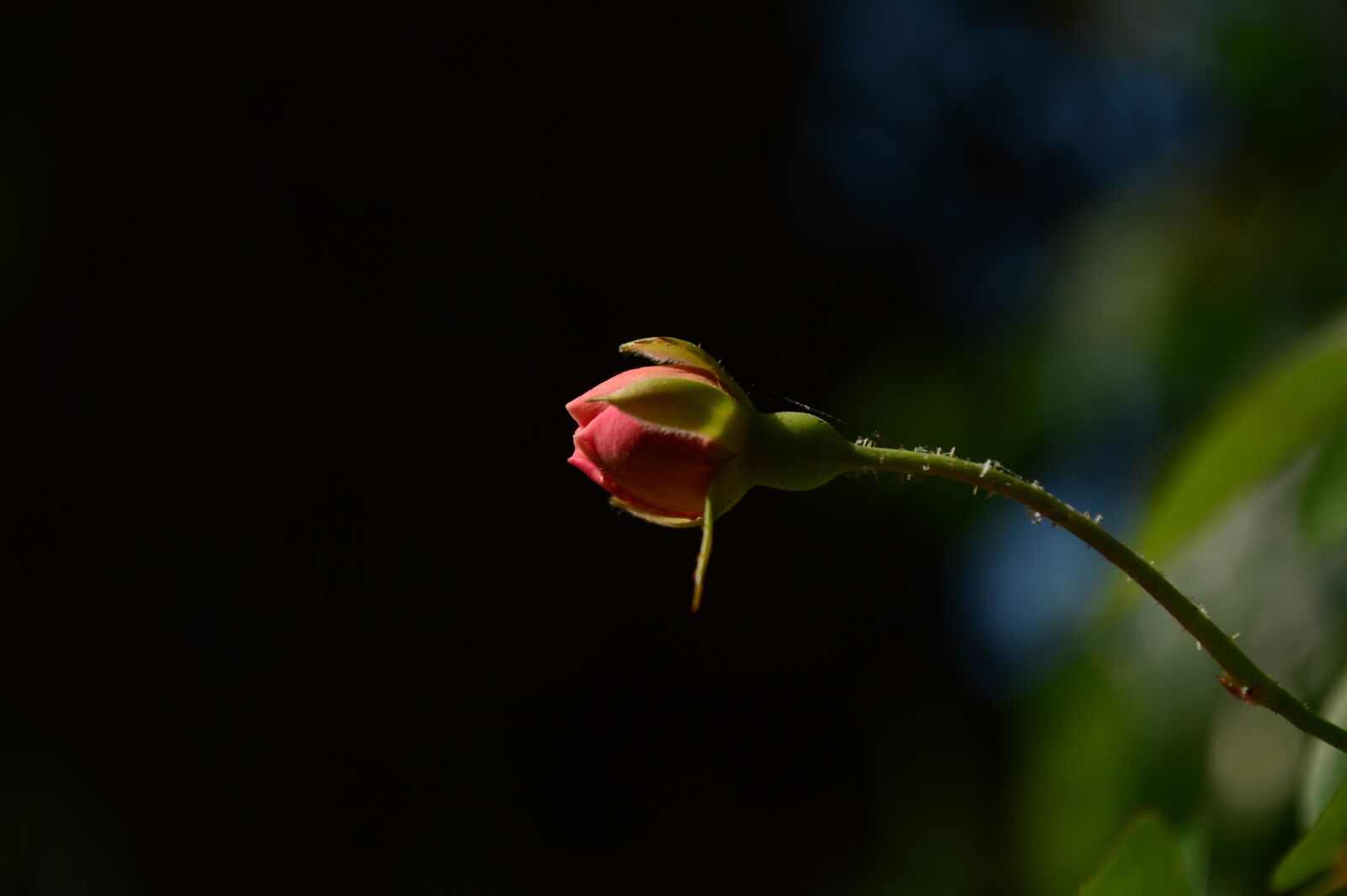 Nikon D3200 sample photo. Rose, bud, flower photography