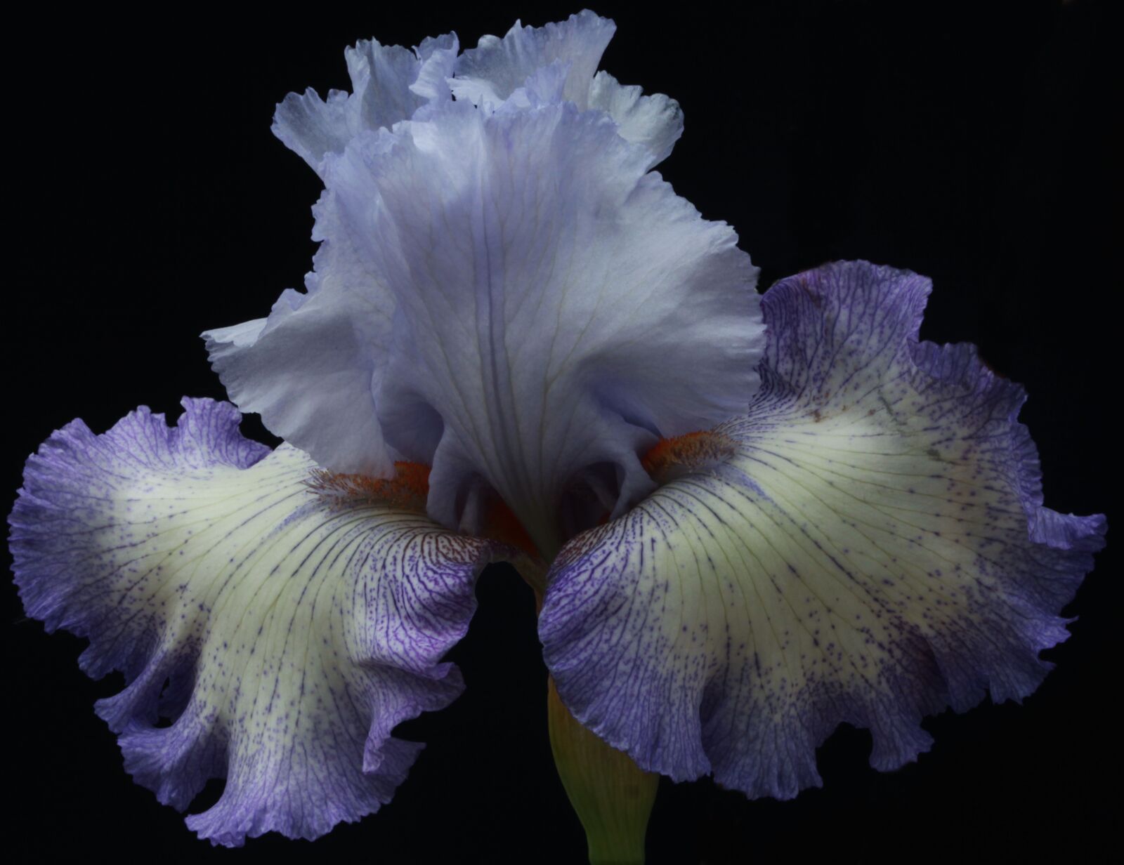 Canon EOS 5D Mark II sample photo. Blooming flowers, blossom, botany photography