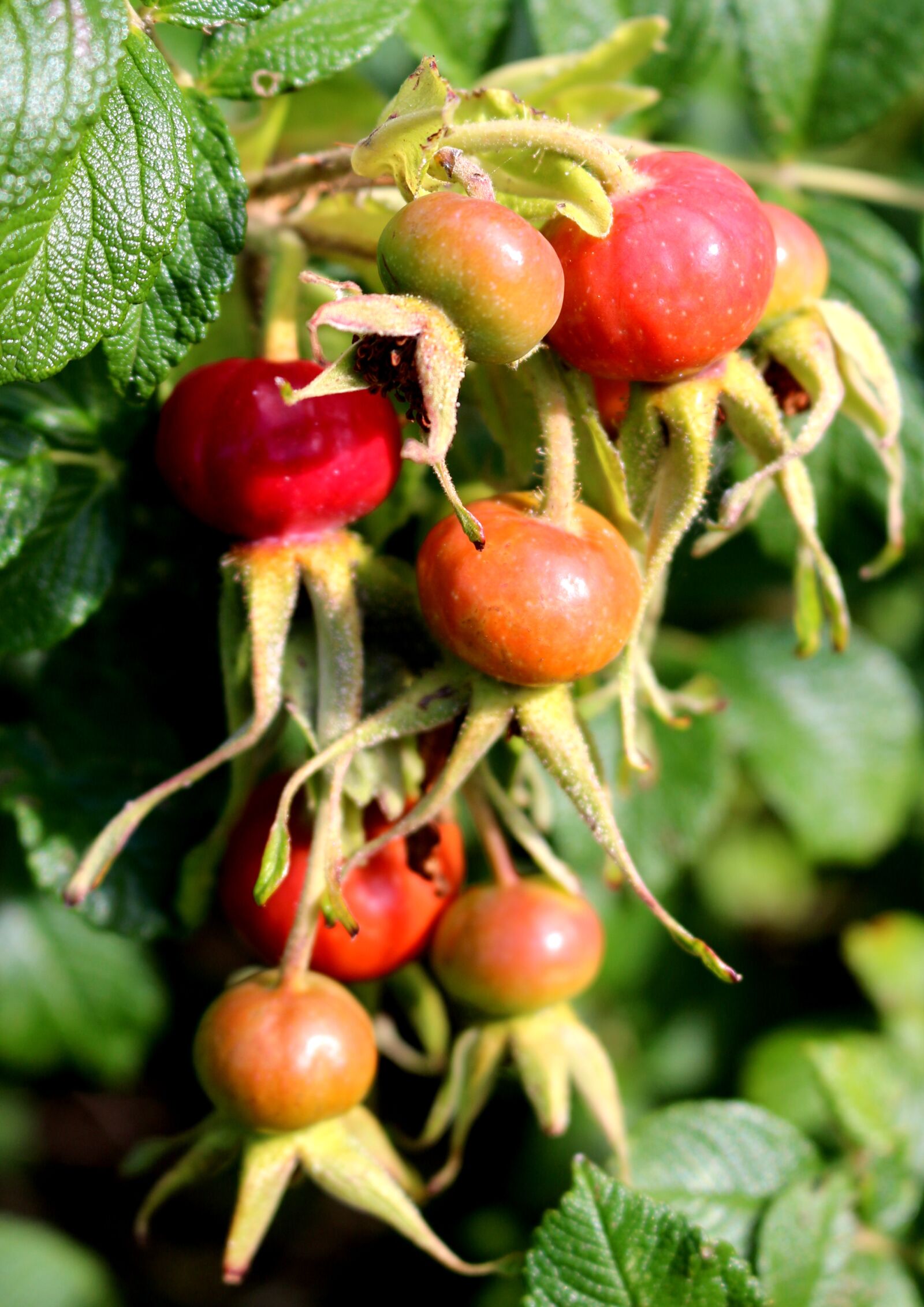 Canon EOS 700D (EOS Rebel T5i / EOS Kiss X7i) sample photo. Rose hip, wild rose photography