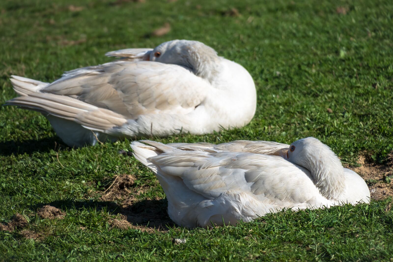 Canon PowerShot G3 X sample photo. Goose, sleep, rest photography