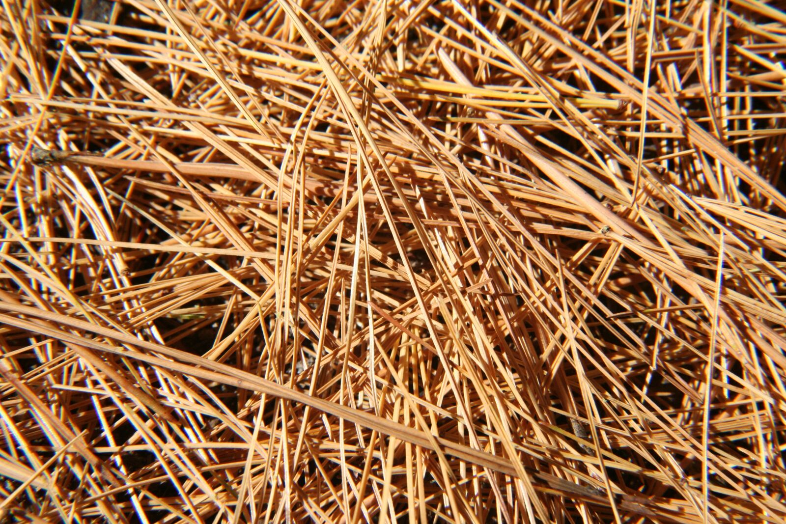 Canon EOS 350D (EOS Digital Rebel XT / EOS Kiss Digital N) sample photo. Pine needles, nature, conifer photography