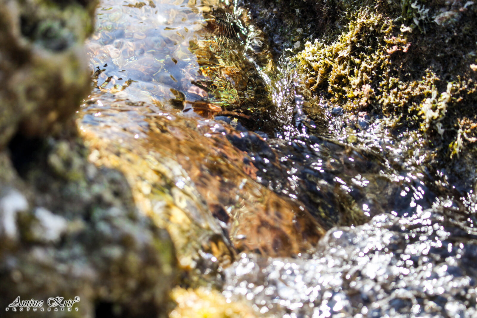 Canon EOS 700D (EOS Rebel T5i / EOS Kiss X7i) sample photo. Clear, water, green, waterfowl photography