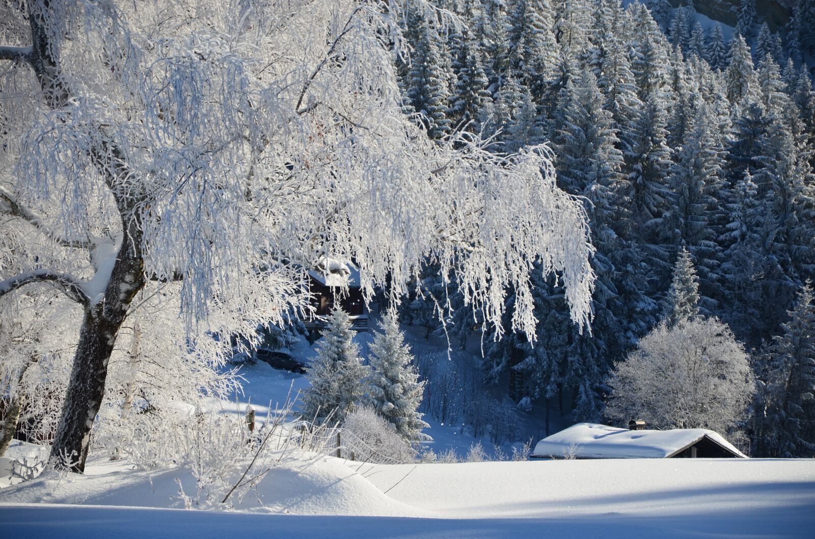Nikon D5100 sample photo. Winter, tree, landscape photography