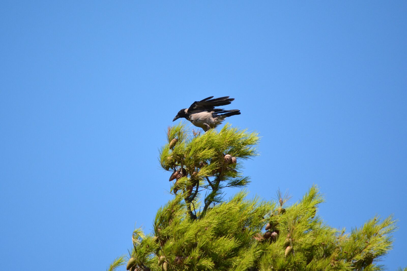 Nikon D5200 sample photo. Crow, bird, nature photography