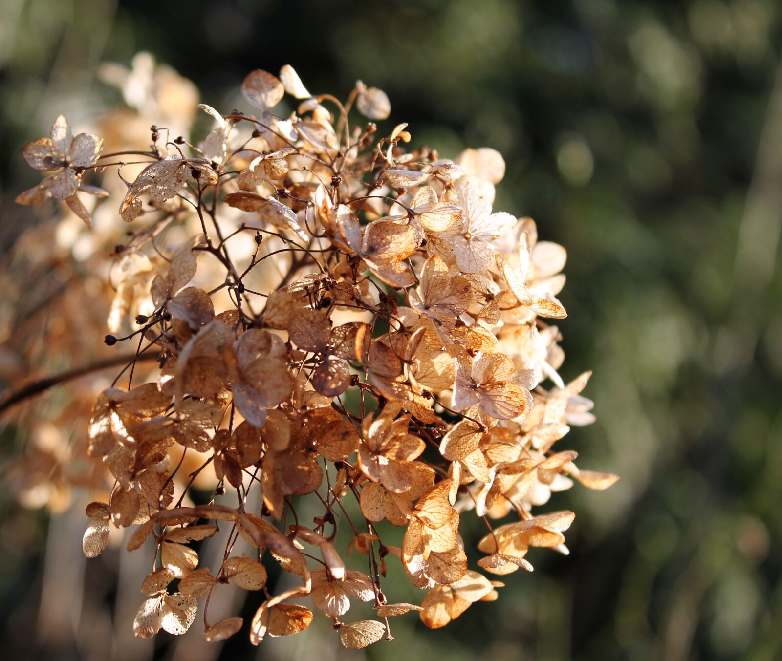 Canon EOS 1100D (EOS Rebel T3 / EOS Kiss X50) sample photo. Nature, flora, flower photography
