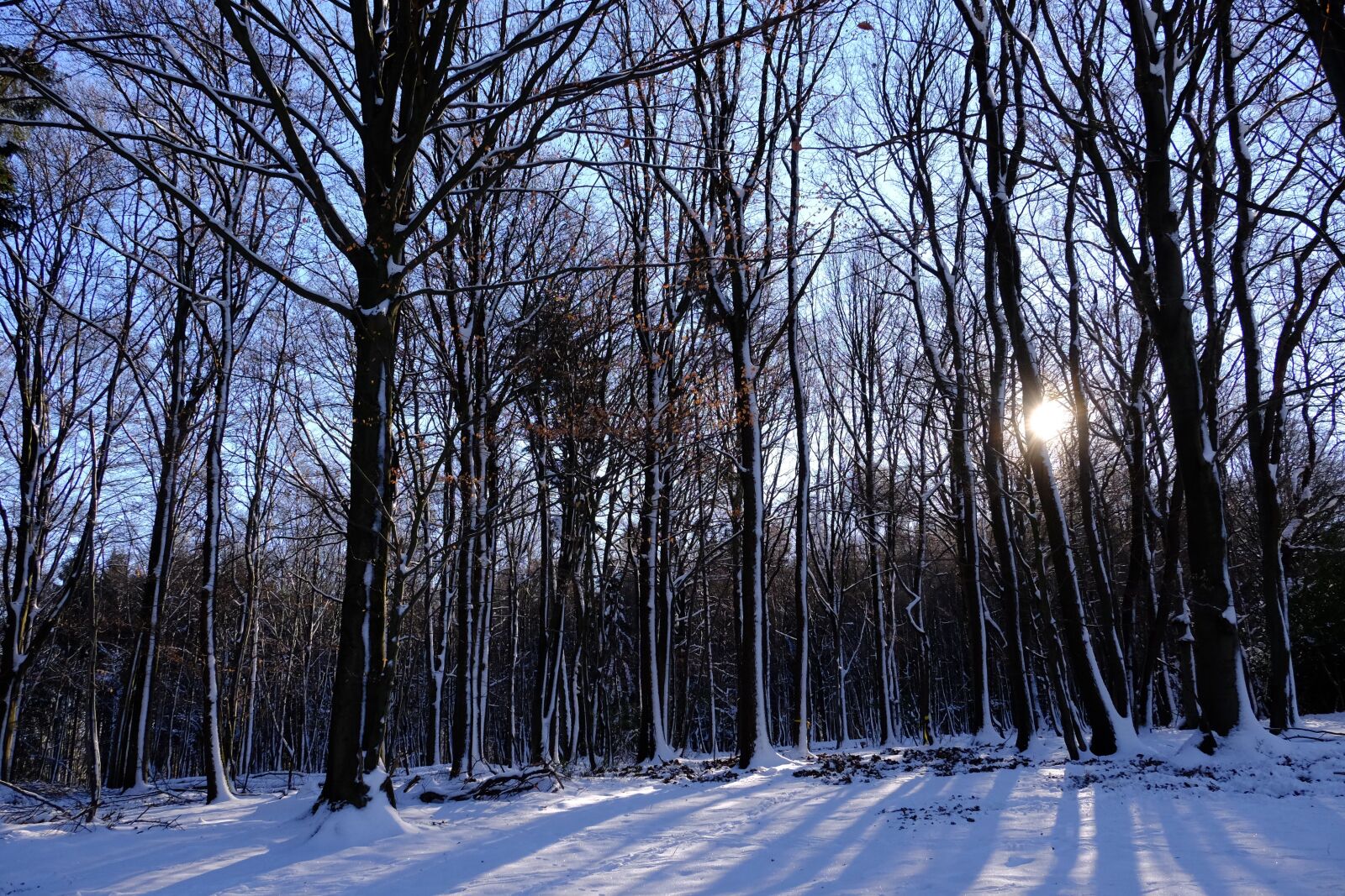 Fujifilm XF 18-135mm F3.5-5.6 R LM OIS WR sample photo. Snow, nature, wood photography