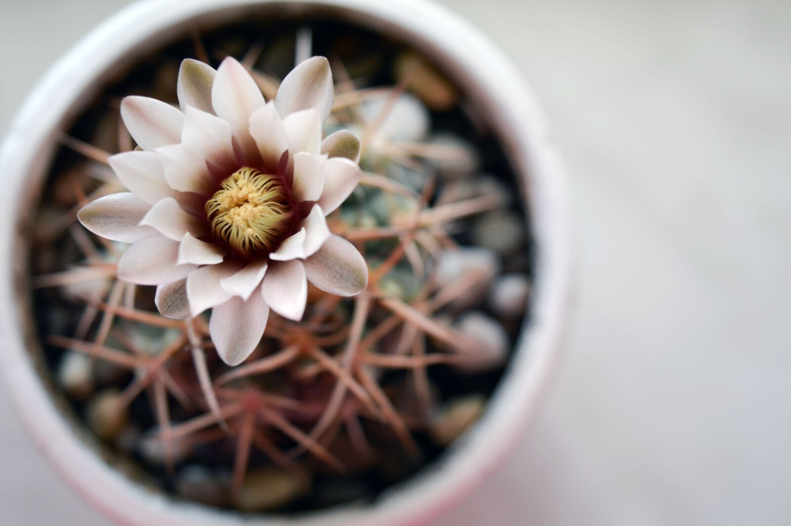 Nikon D3200 sample photo. Gymnocalycium, cactus flower, cactus photography