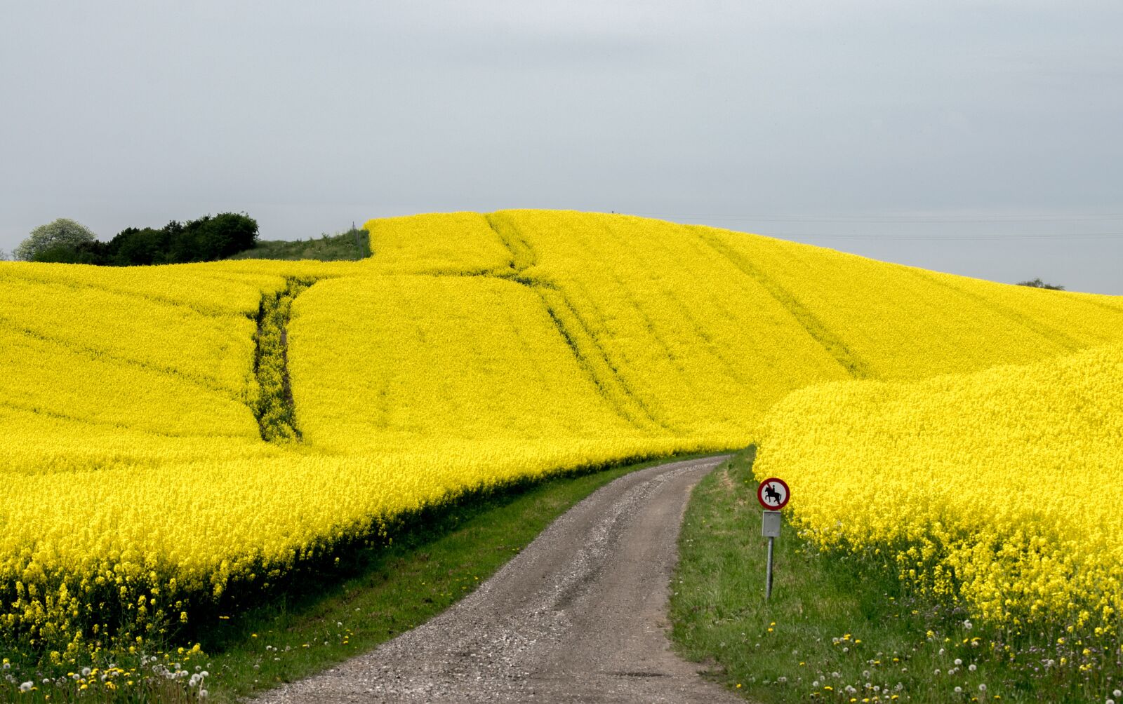 Nikon D3300 sample photo. Flower, blütenmeer, rapeseed photography