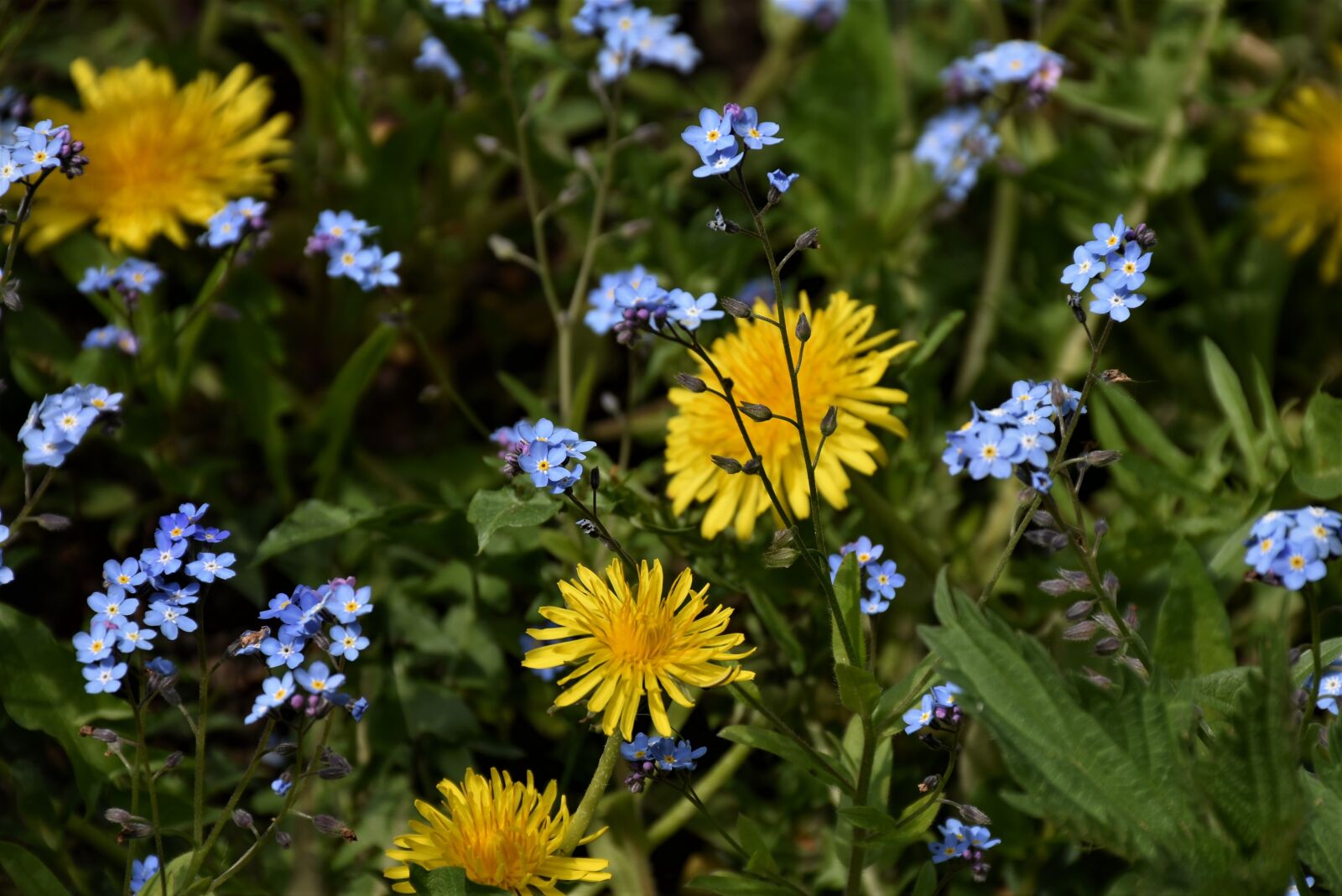Nikon D7200 sample photo. Forget me not, dandelion photography