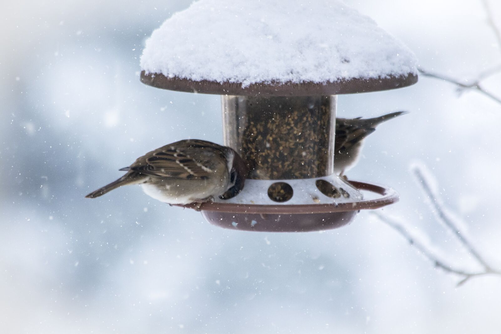 Nikon D5200 sample photo. Winter, snow, wintry photography