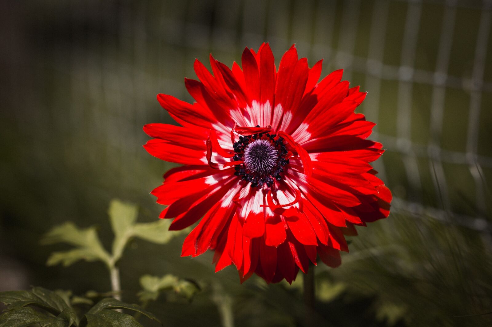Nikon D7100 sample photo. Anemone, red, red anemone photography