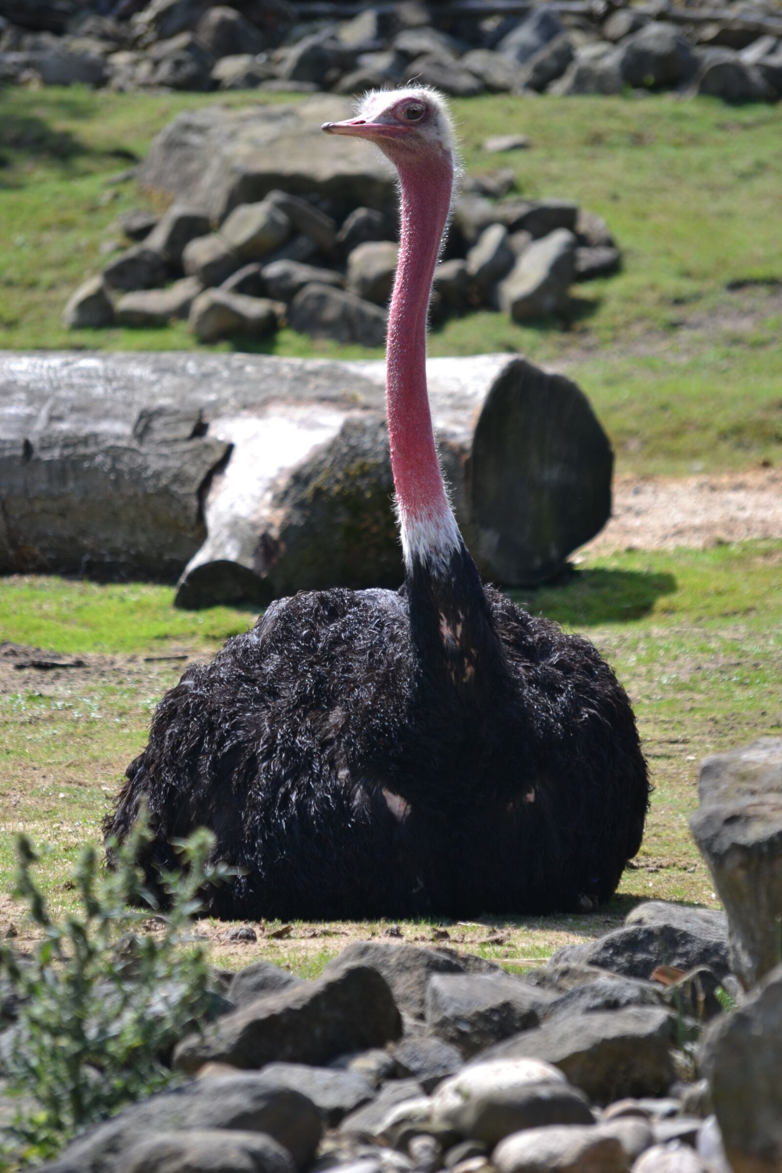 Nikon D3100 sample photo. Bouquet, ostrich, flightless bird photography