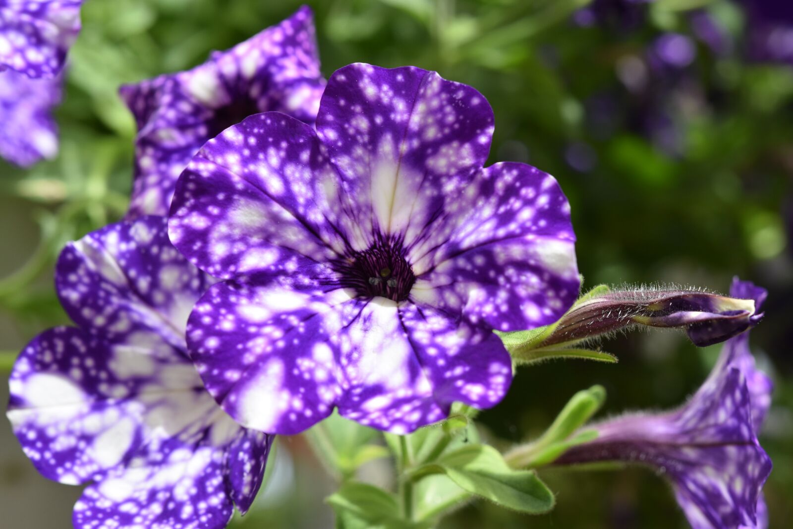 Nikon D5600 sample photo. Flower, flower color purple photography