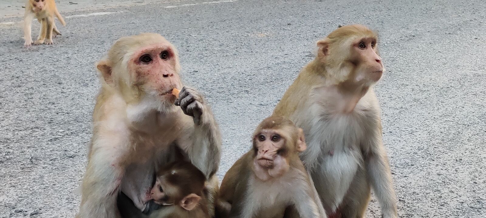 OnePlus HD1901 sample photo. Animals, monkey, food photography
