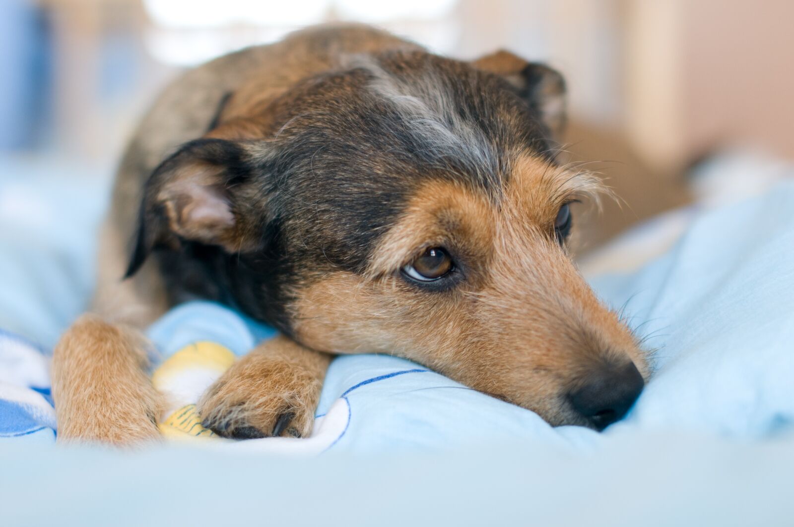 Nikon D300 sample photo. Rest, dogs, pet photography