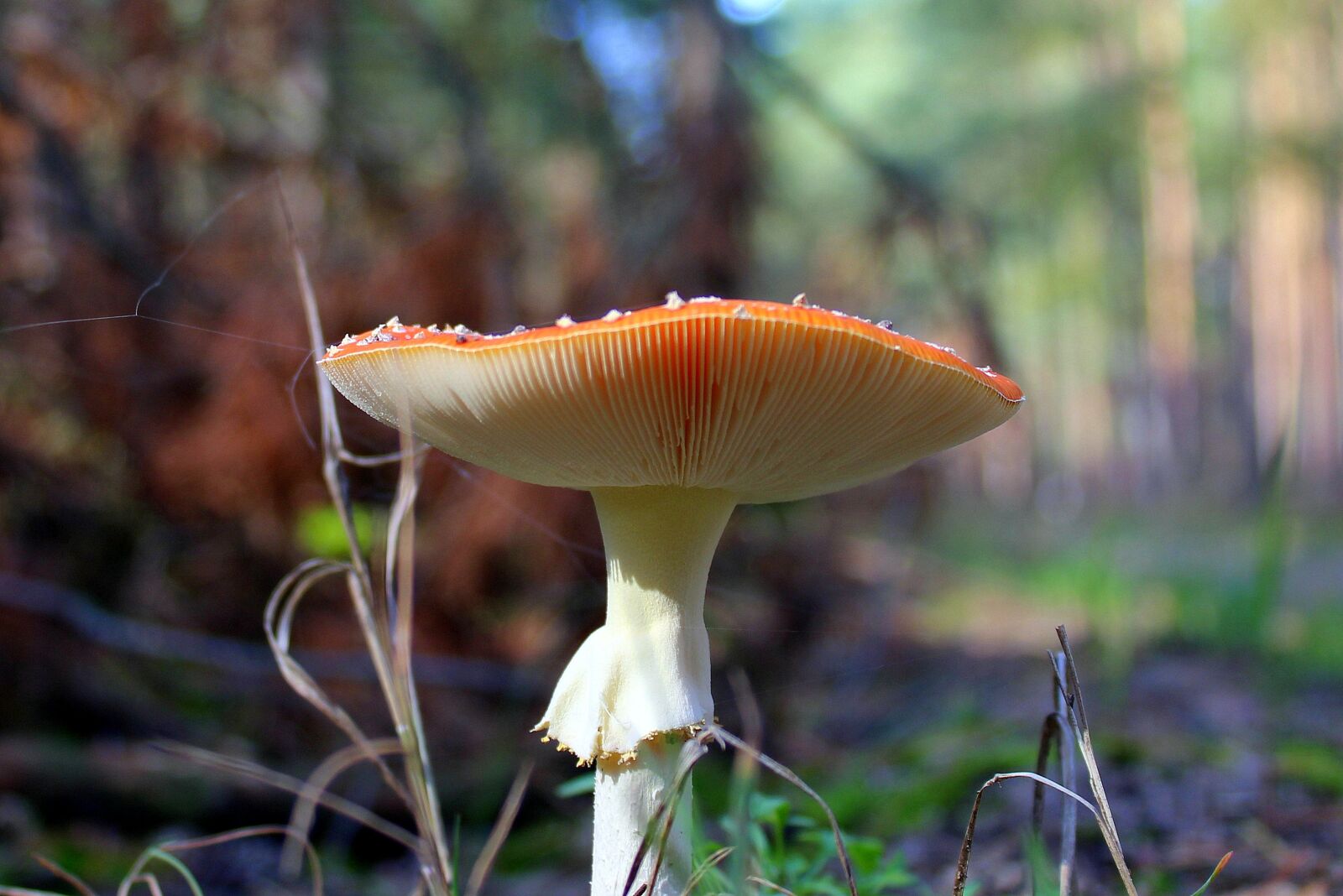 Canon EOS 1200D (EOS Rebel T5 / EOS Kiss X70 / EOS Hi) sample photo. Fly agaric red, poisonous photography