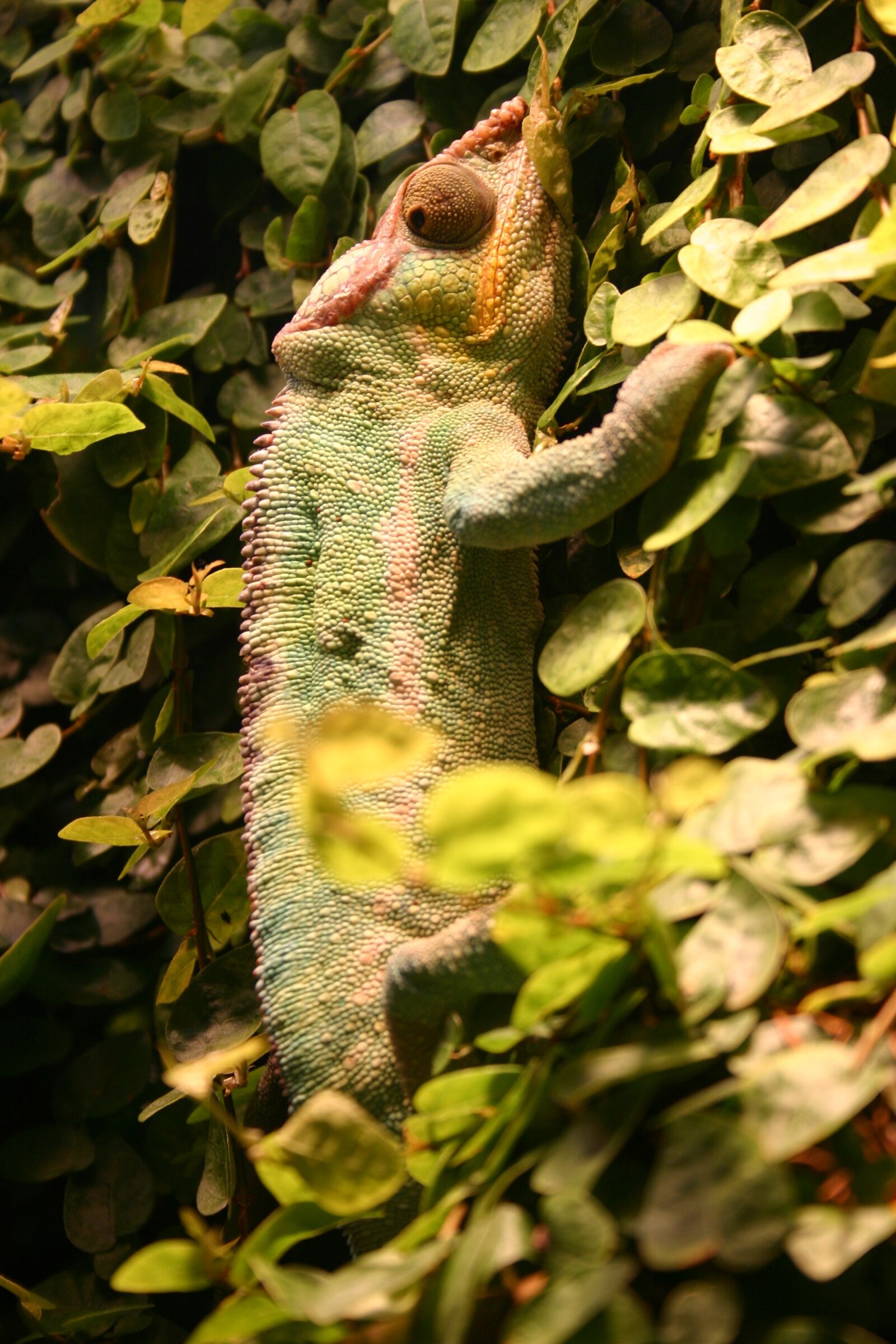 Canon EOS 300D (EOS Digital Rebel / EOS Kiss Digital) sample photo. Gecko, lizard, reptile photography
