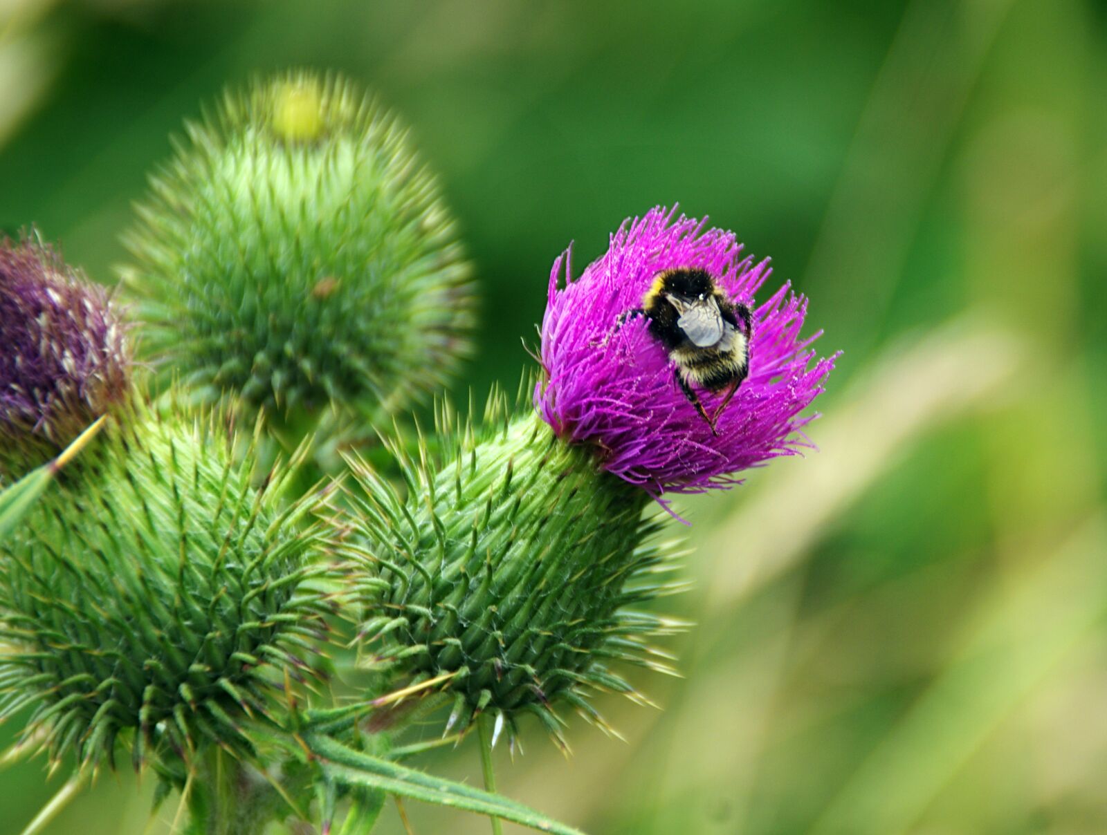 Pentax K-5 sample photo. Bourdon, thistle, insect photography